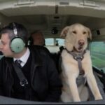 dog in the cockpit