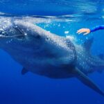 swimming with a whale shark