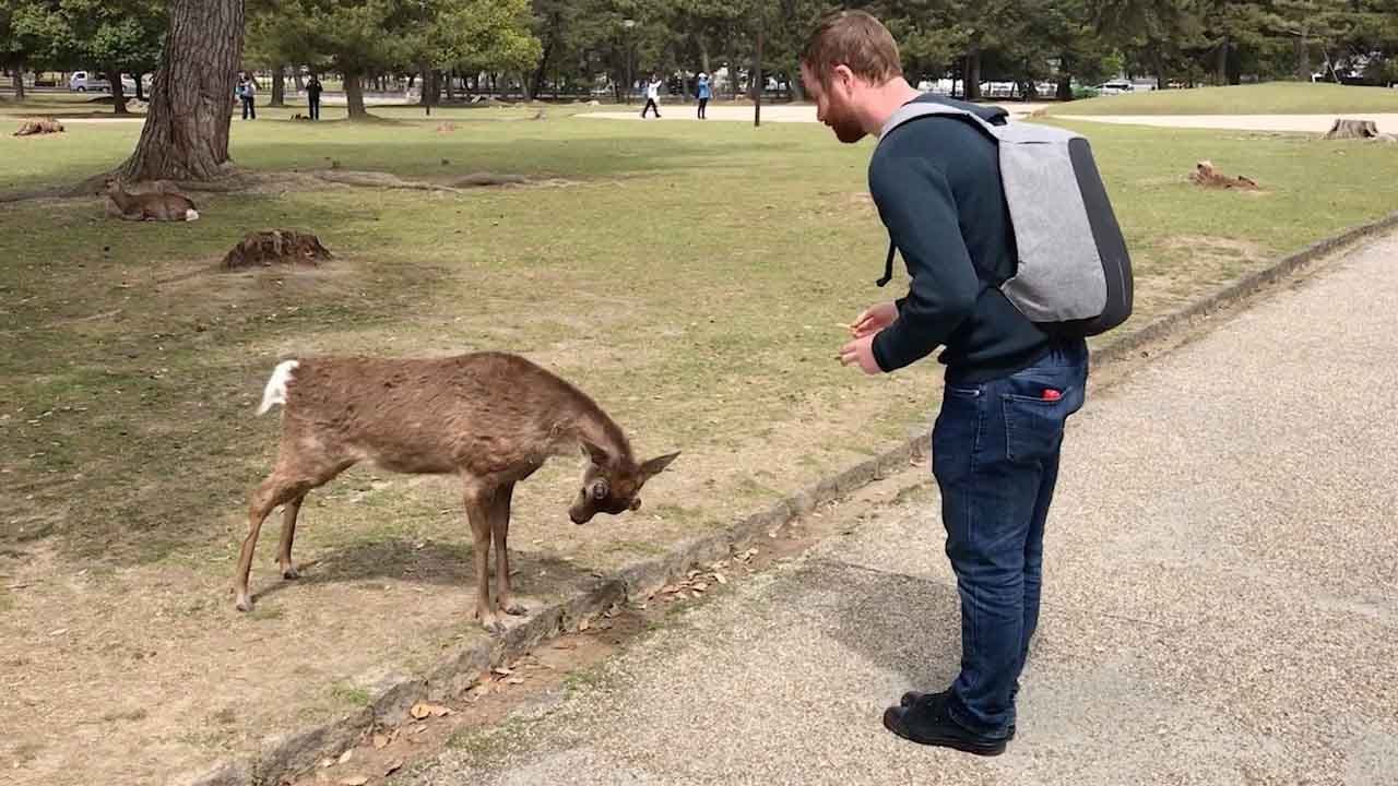 Deer Bows For Food In Japanese Park