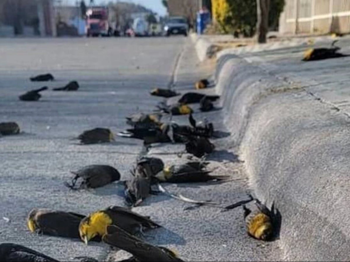 Chihuahua, Mexico: Chilling footage shows entire flock of blackbirds drop  dead on Mexican street | The Independent