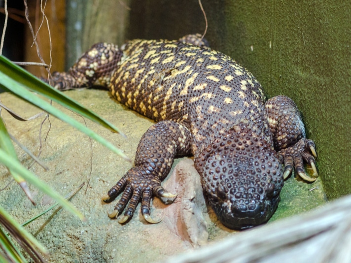 The Helodermas: Beaded Lizards And Gila Monsters - Reptiles Magazine