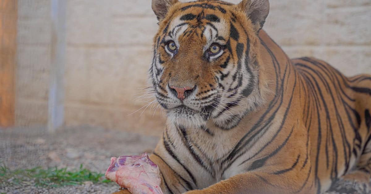 Mexico seizes 10 tigers, 5 lions in cartel-dominated area - CBS News