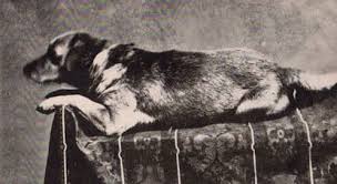 Abraham Lincoln's Dog, Fido - America Comes Alive