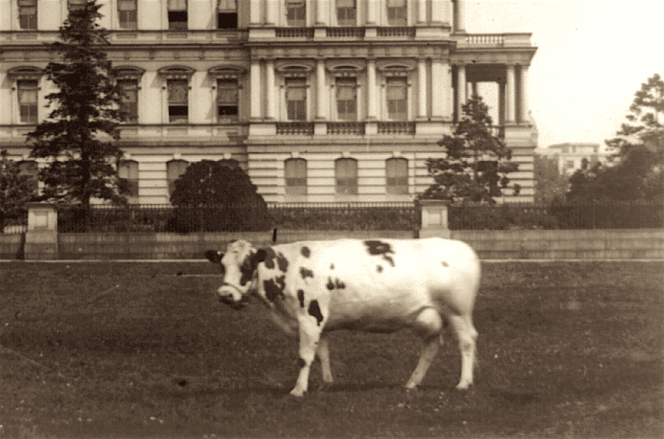 President Taft's Cow, Pauline Wayne | Presidential Pet Museum